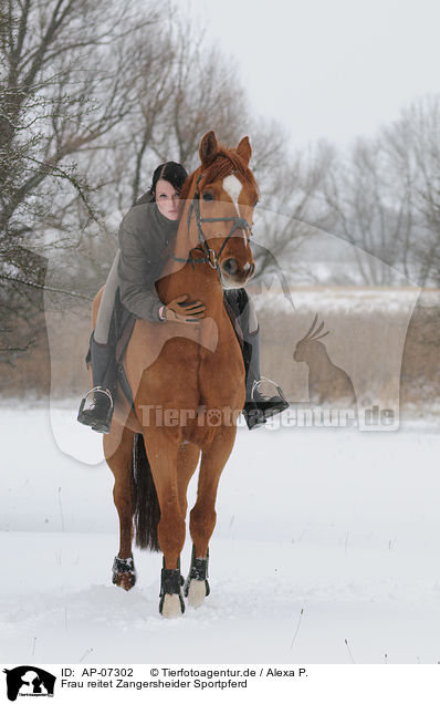 Frau reitet Zangersheider Sportpferd / woman rides warmblood / AP-07302