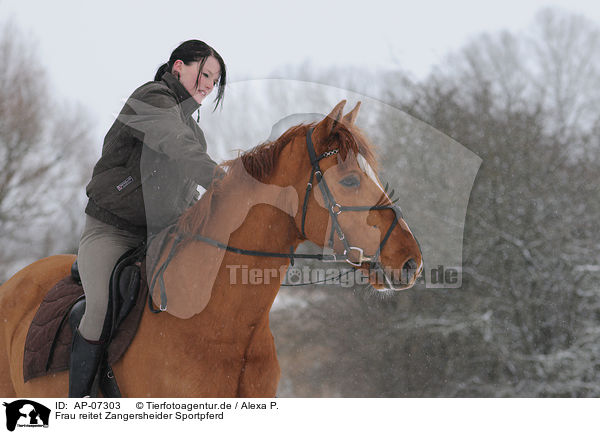 Frau reitet Zangersheider Sportpferd / AP-07303