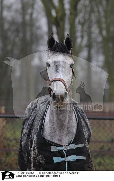 Zangersheider Sportpferd Portrait / AP-07356