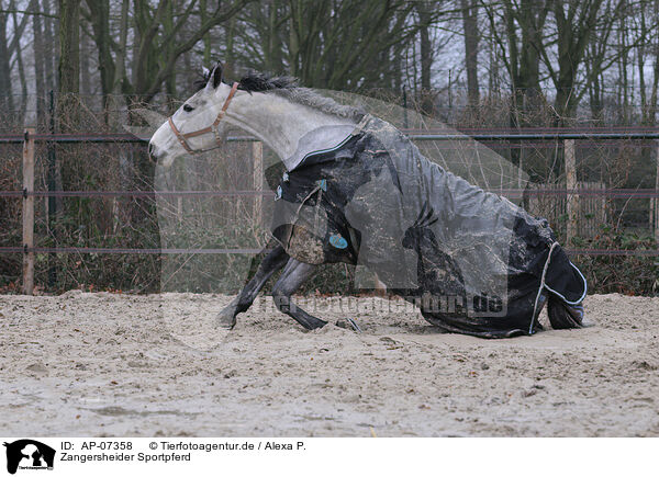 Zangersheider Sportpferd / AP-07358