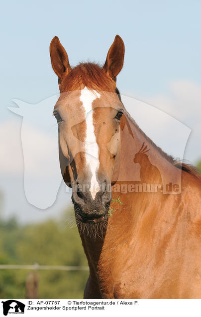 Zangersheider Sportpferd Portrait / AP-07757