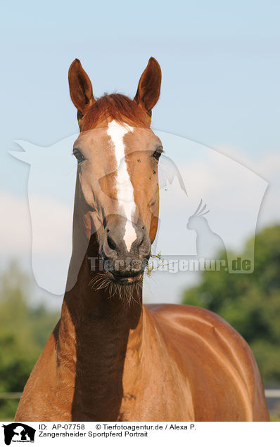 Zangersheider Sportpferd Portrait / AP-07758