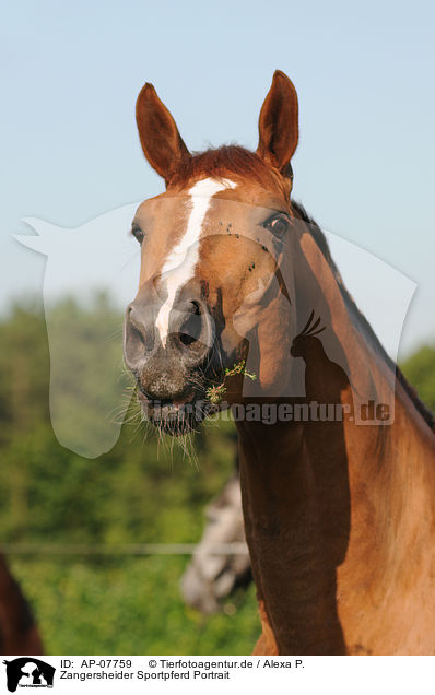 Zangersheider Sportpferd Portrait / AP-07759