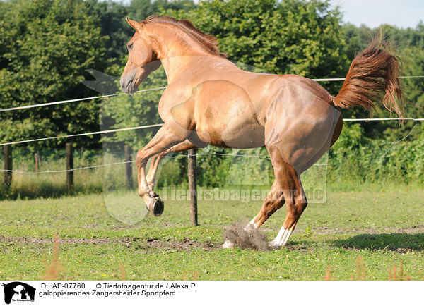 galoppierendes Zangersheider Sportpferd / galloping warmblood / AP-07760