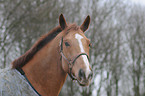 Zangersheider Sportpferd Portrait