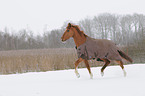 trabendes Zangersheider Sportpferd