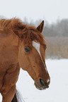 Zangersheider Sportpferd Portrait