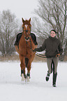 Frau und Zangersheider Sportpferd