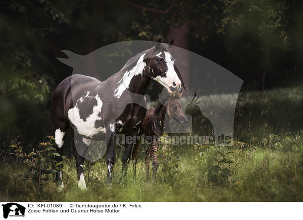 Zorse Fohlen und Quarter Horse Mutter / KFI-01089