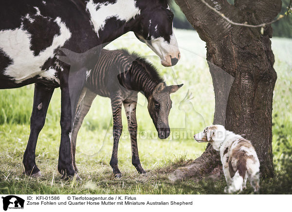 Zorse Fohlen und Quarter Horse Mutter mit Miniature Australian Shepherd / KFI-01586