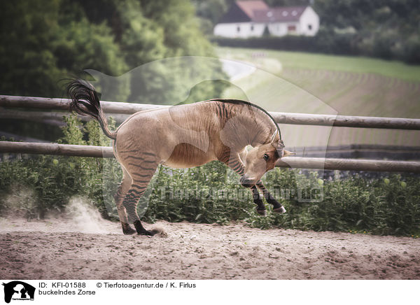 buckelndes Zorse / bucking Zorse / KFI-01588