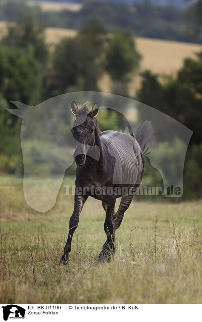 Zorse Fohlen / Zorse foal / BK-01190