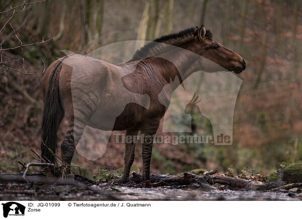 Zorse / zebra-horse / JQ-01099