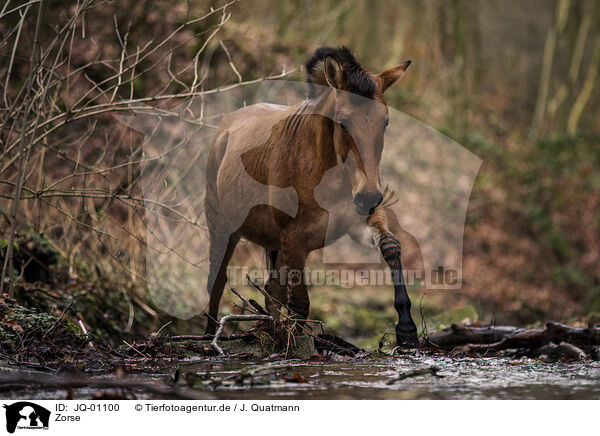 Zorse / zebra-horse / JQ-01100