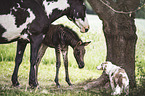 Zorse Fohlen und Quarter Horse Mutter mit Miniature Australian Shepherd
