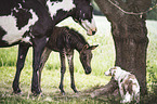 Zorse Fohlen und Quarter Horse Mutter mit Miniature Australian Shepherd