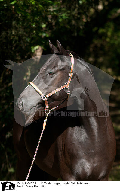 Zweibrcker Portrait / Zweibruecker Horse Portrait / NS-04761