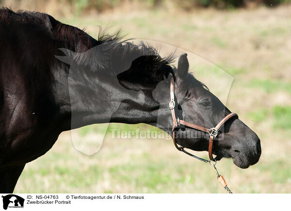 Zweibrcker Portrait / Zweibruecker Horse Portrait / NS-04763