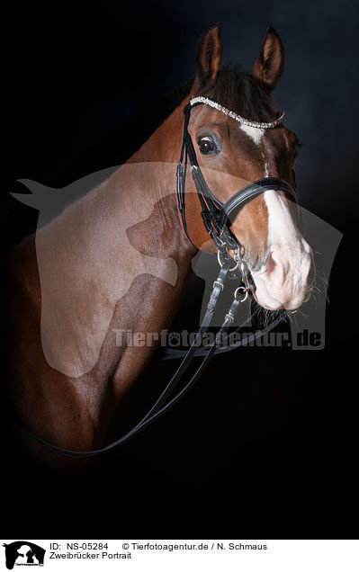 Zweibrcker Portrait / Zweibruecker Horse Portrait / NS-05284