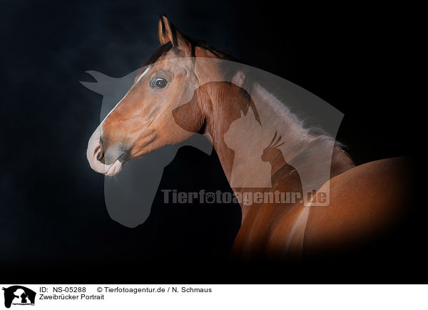 Zweibrcker Portrait / Zweibruecker Horse Portrait / NS-05288
