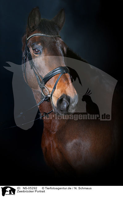 Zweibrcker Portrait / Zweibruecker Horse Portrait / NS-05292