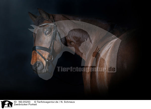 Zweibrcker Portrait / Zweibruecker Horse Portrait / NS-05293