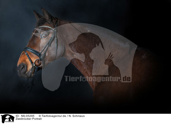 Zweibrcker Portrait / Zweibruecker Horse Portrait / NS-05295