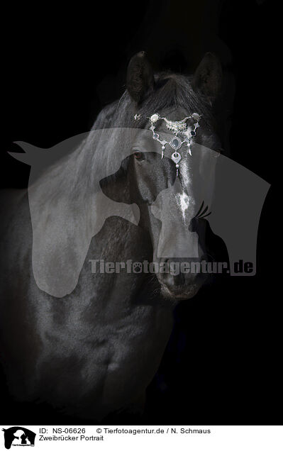 Zweibrcker Portrait / NS-06626