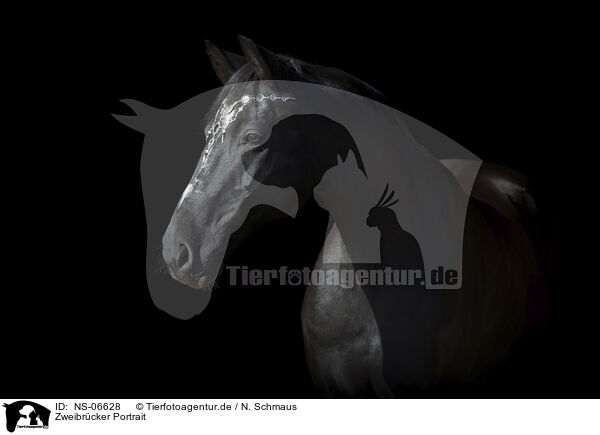 Zweibrcker Portrait / Zweibruecker Horse Portrait / NS-06628