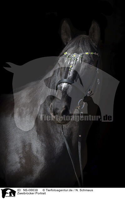 Zweibrcker Portrait / Zweibruecker Horse Portrait / NS-06638