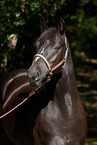 Zweibrcker Portrait