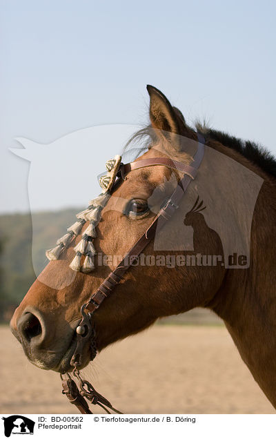 Pferdeportrait / horsehead / BD-00562