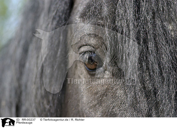 Pferdeauge / horse eye / RR-00237