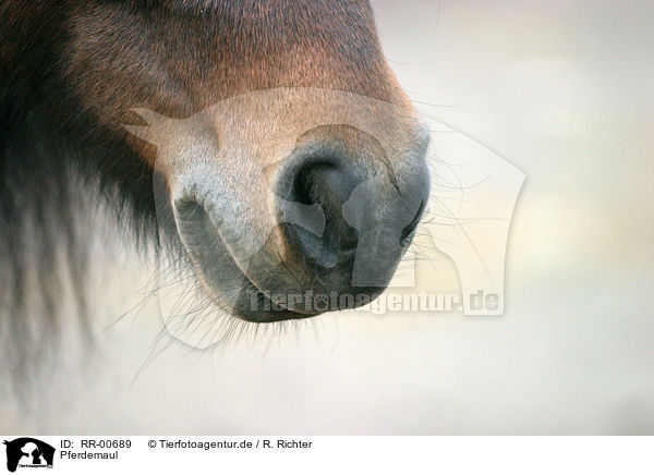 Pferdemaul / horsemouth / RR-00689