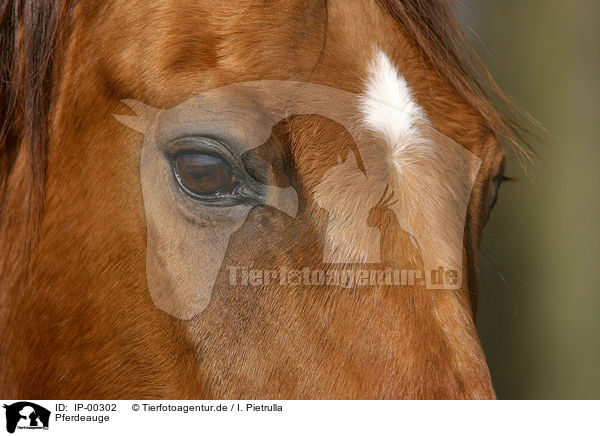 Pferdeauge / horse eye / IP-00302