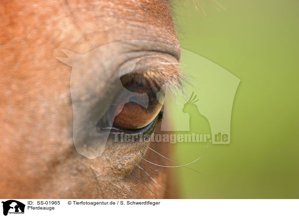 Pferdeauge / horse eye / SS-01965