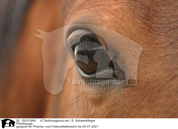 Pferdeauge / horse eye / SS-01990