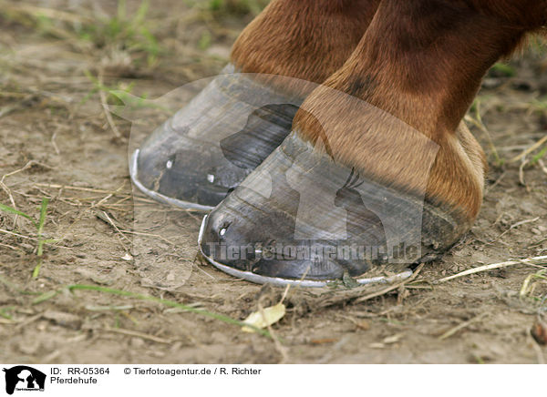 Pferdehufe / hoof / RR-05364
