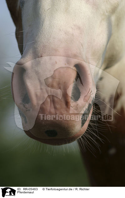 Pferdemaul / horsemouth / RR-05463