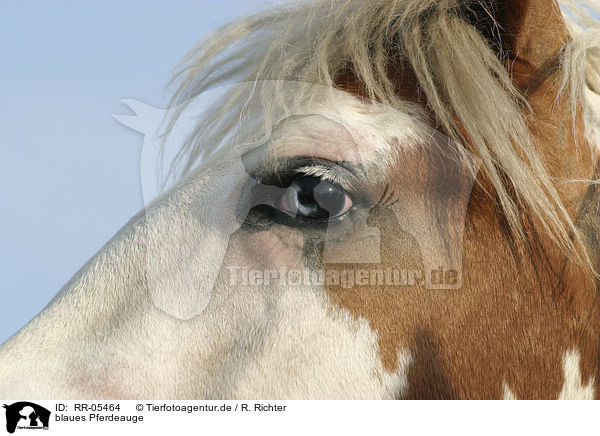 blaues Pferdeauge / blue horseeye / RR-05464