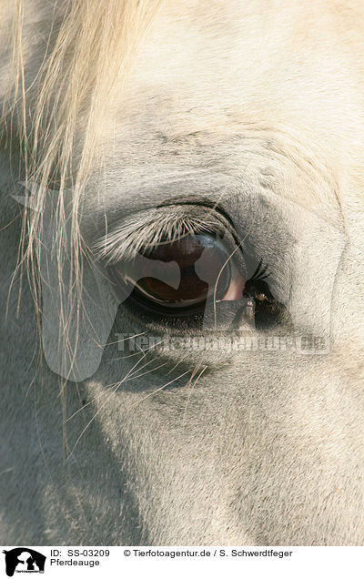 Pferdeauge / horse eye / SS-03209