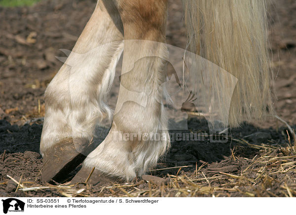 Hinterbeine eines Pferdes / hind legs of horse / SS-03551
