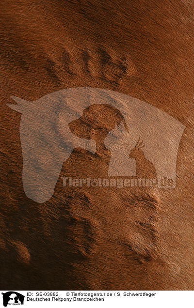 Deutsches Reitpony Brandzeichen / horse brand / SS-03882