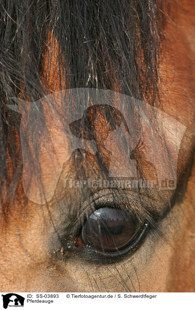 Pferdeauge / horse eye / SS-03893