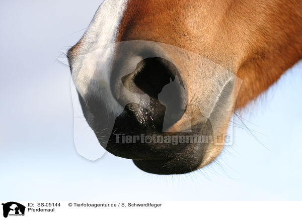 Pferdemaul / horsemouth / SS-05144