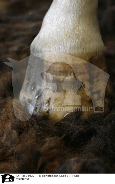 Pferdehuf / horse hoof / TR-01032