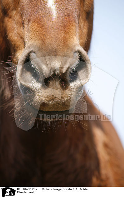 Pferdemaul / horse mouth / RR-11202