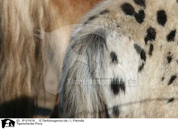 Tigerschecke Pony / Pony / IP-01919