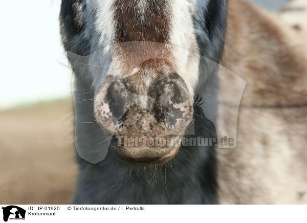 Krtenmaul / Pony / IP-01920