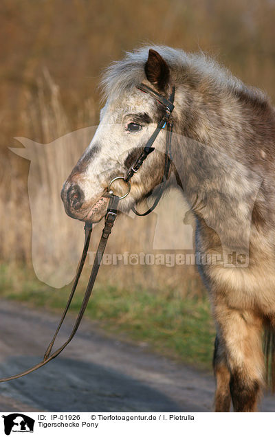 Tigerschecke Pony / Pony / IP-01926